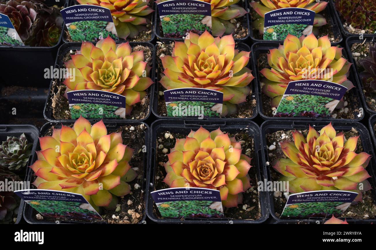 Poules et poussins, un nom commun pour les plantes succulentes à fleurs également connues sous le nom de houseleeks ou par leur nom latin Sempervivum, en vente dans un magasin de jardin. Banque D'Images