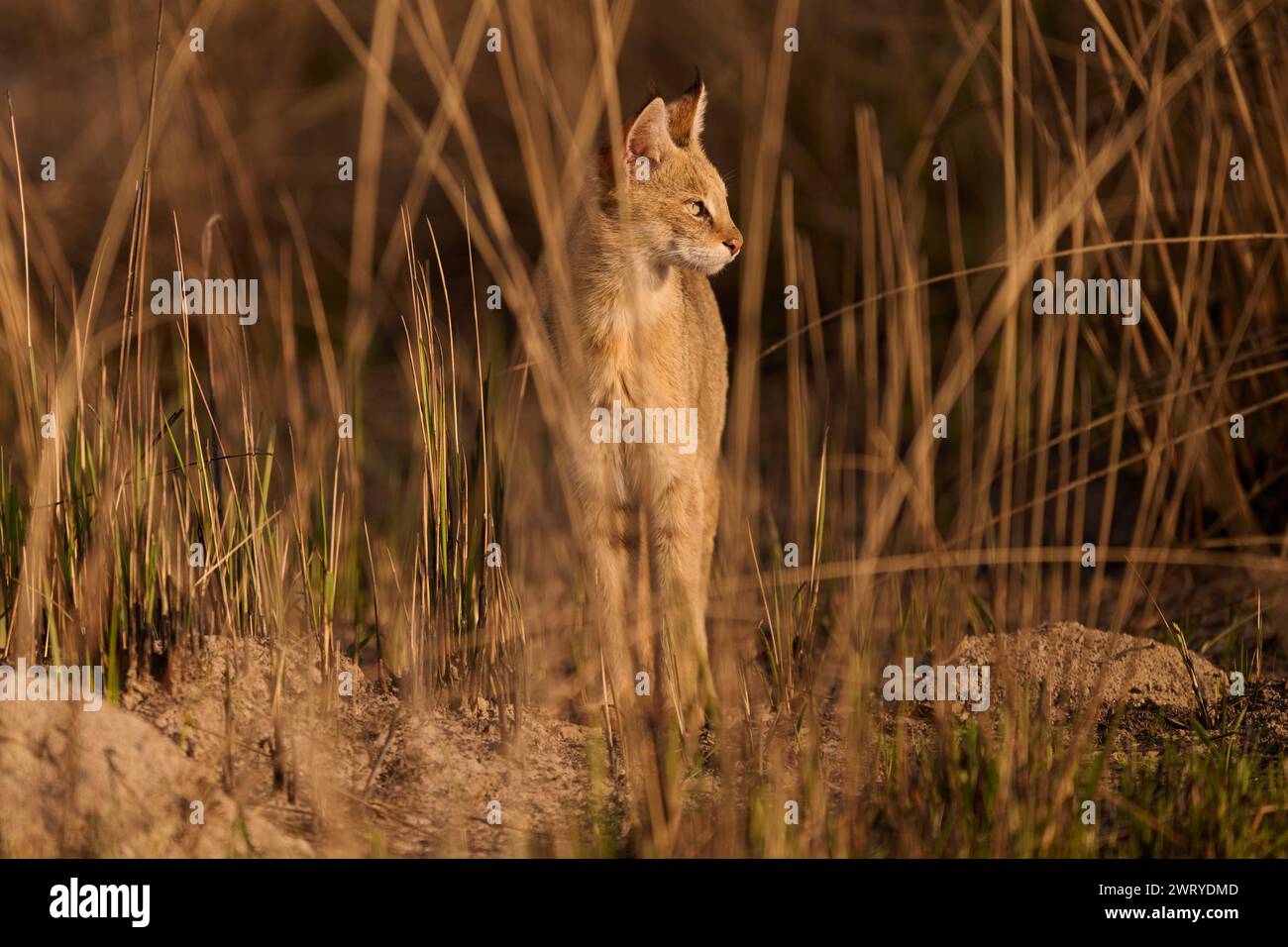 Chat de la jungle dans les prairies du parc national de Corbett, Inde Banque D'Images