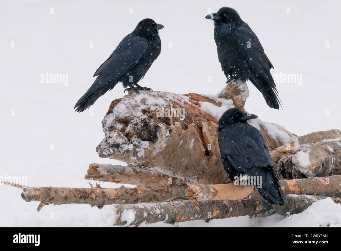 Amérique du Nord; États-Unis; Alaska; hiver; faune; Oiseaux ; corvidés ; Corvus corax ; Banque D'Images