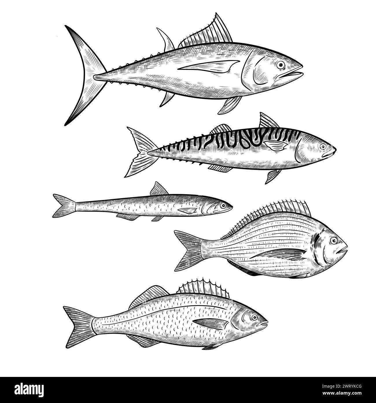 Ensemble d'espèces de poissons commerciaux. Poissons de fruits de mer. Eléments de conception isolés. Illustration vectorielle Illustration de Vecteur