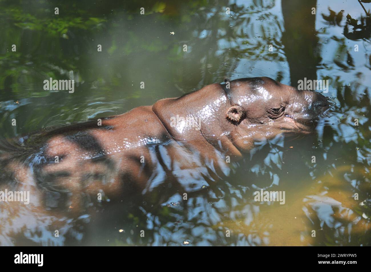 Observations d'hippopotames dans la piscine Banque D'Images