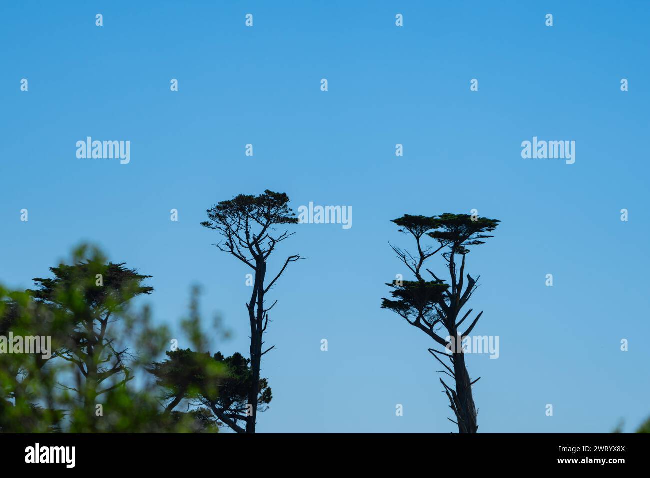 Paysage avec des arbres lointains façonnés et formés par les vents de Taranaki du Sud Banque D'Images