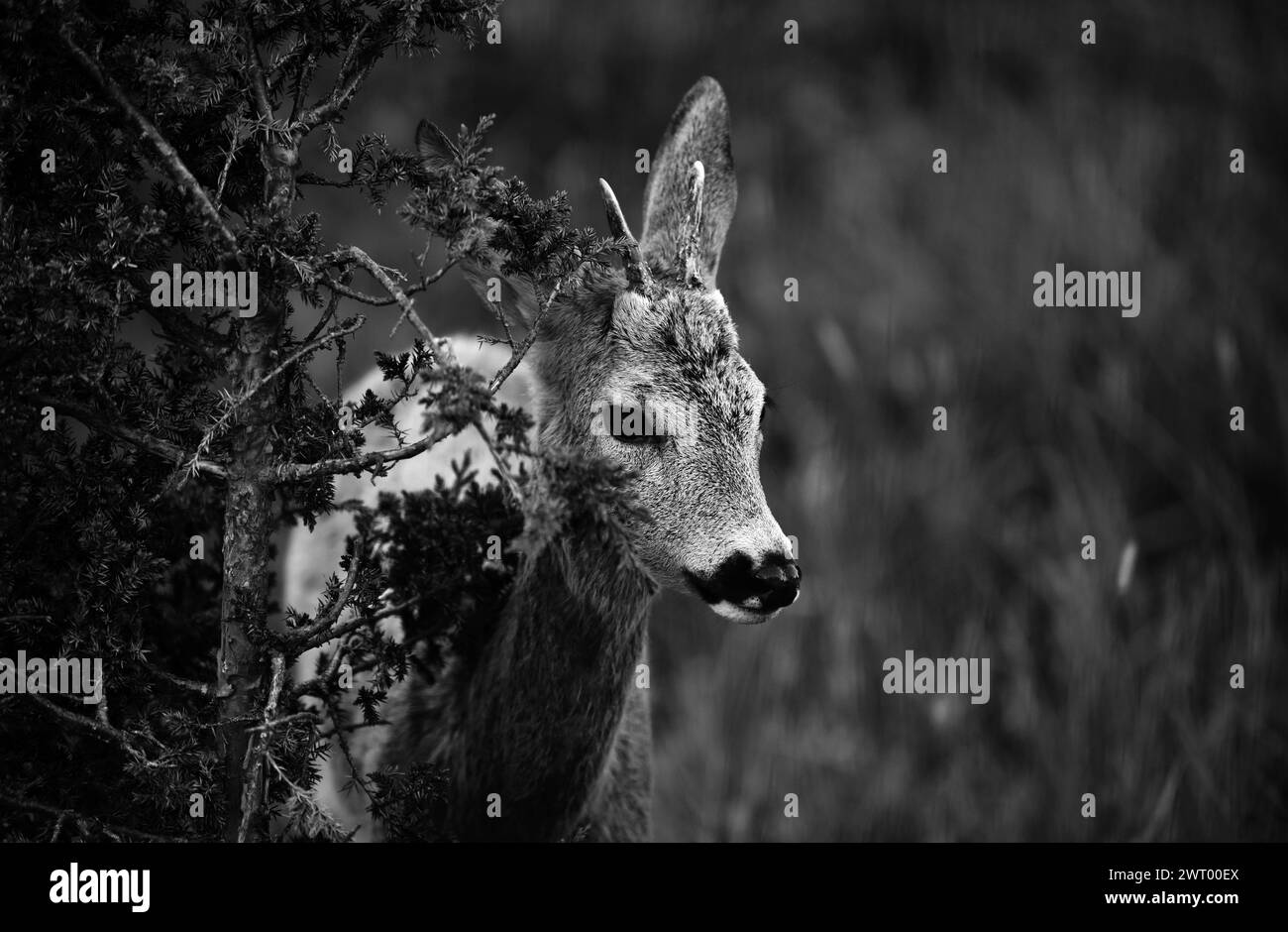 Deer Fawn, Bambi, capriolus. Jeune œufs à queue blanche. Magnifique concept de buck sauvage. Banque D'Images