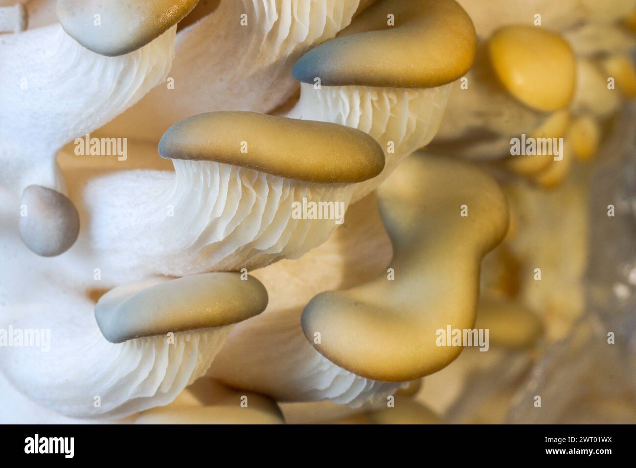 Champignon de l'huître - Pleurotus ostratus Banque D'Images