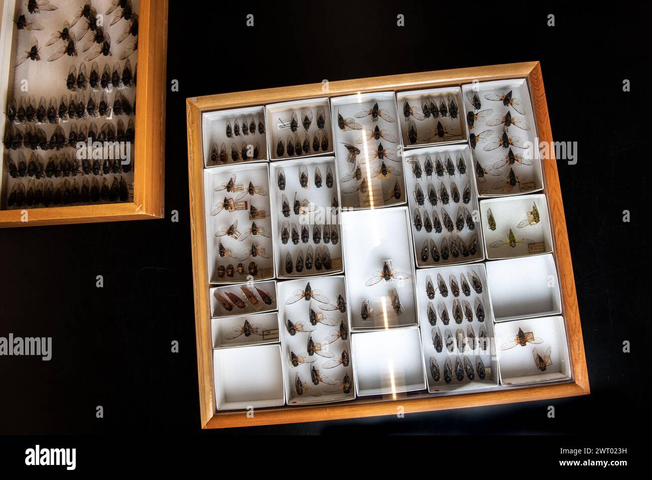 Beaucoup de cigales épinglées dans un boîtier de musée montrant la diversité des cigales de l'Amérique du Nord. De nombreuses espèces de l'insecte sont représentées. Banque D'Images