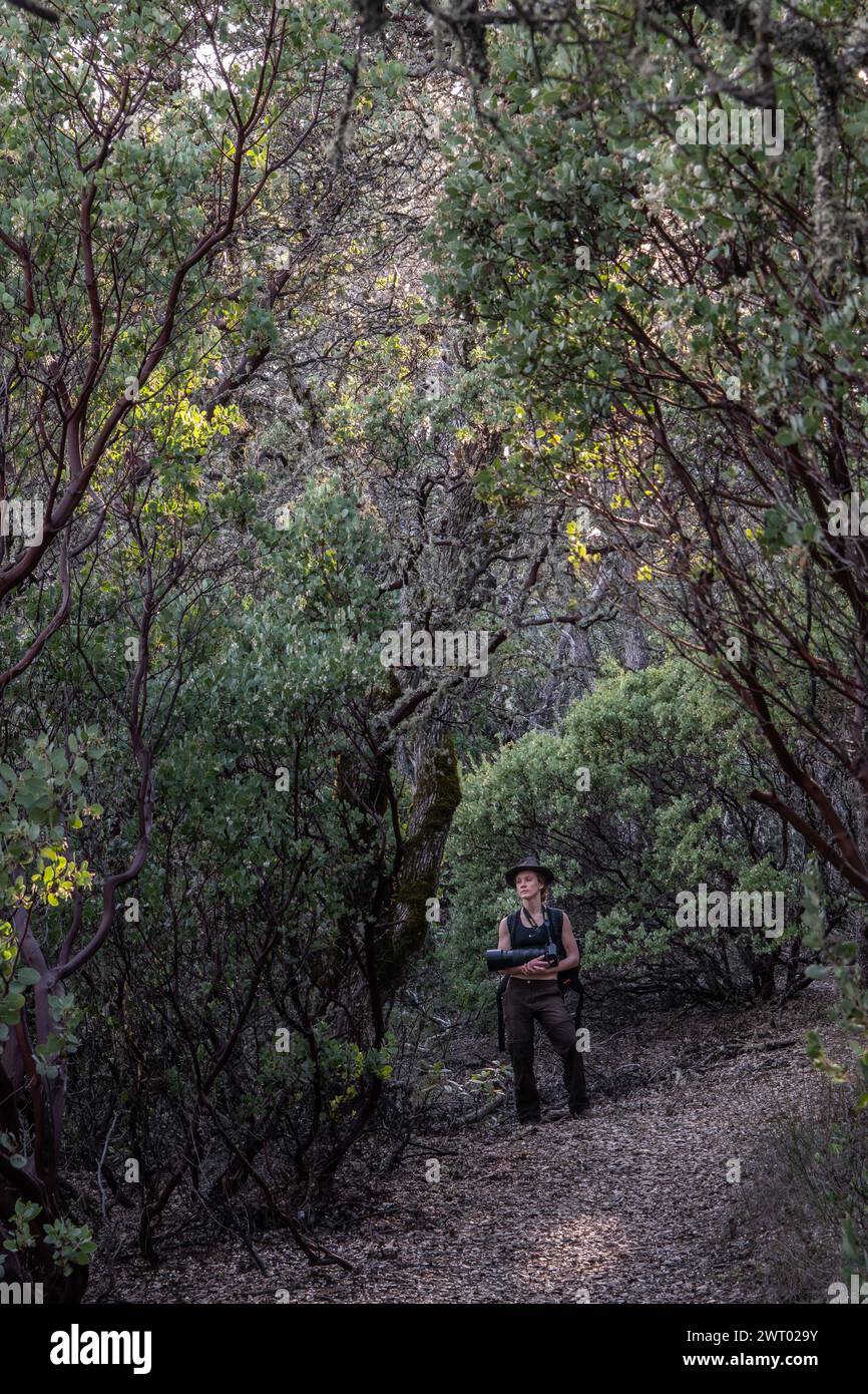Une femme randonneuse dans le sous-étage dense d'une forêt de madrones dans le parc d'État Henry W. Coe en Californie. Banque D'Images