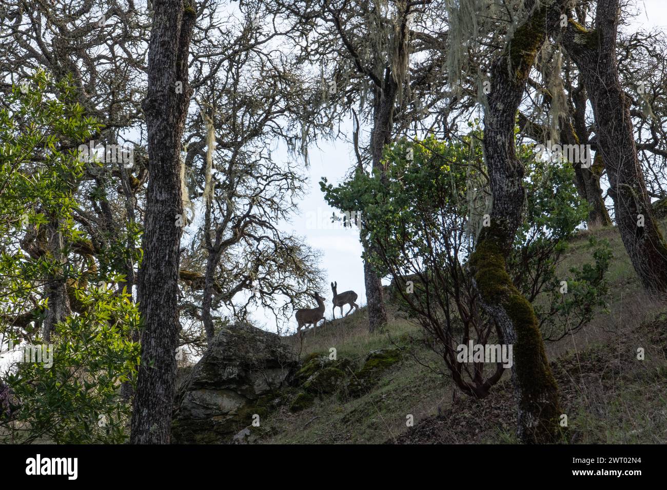 Cerf (Odocoileus hemionus) debout entre les arbres dans une forêt sur une crête en Californie, les silhouettes de cerf sont rétroéclairées par le ciel. Banque D'Images