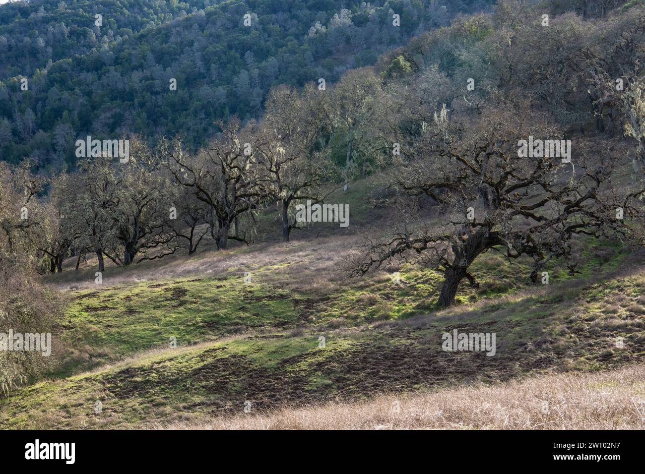 Une colline couverte de savane de chênes et de plusieurs chênes dans le parc d'état Henry W. Coe en Californie, États-Unis, Amérique du Nord. Banque D'Images