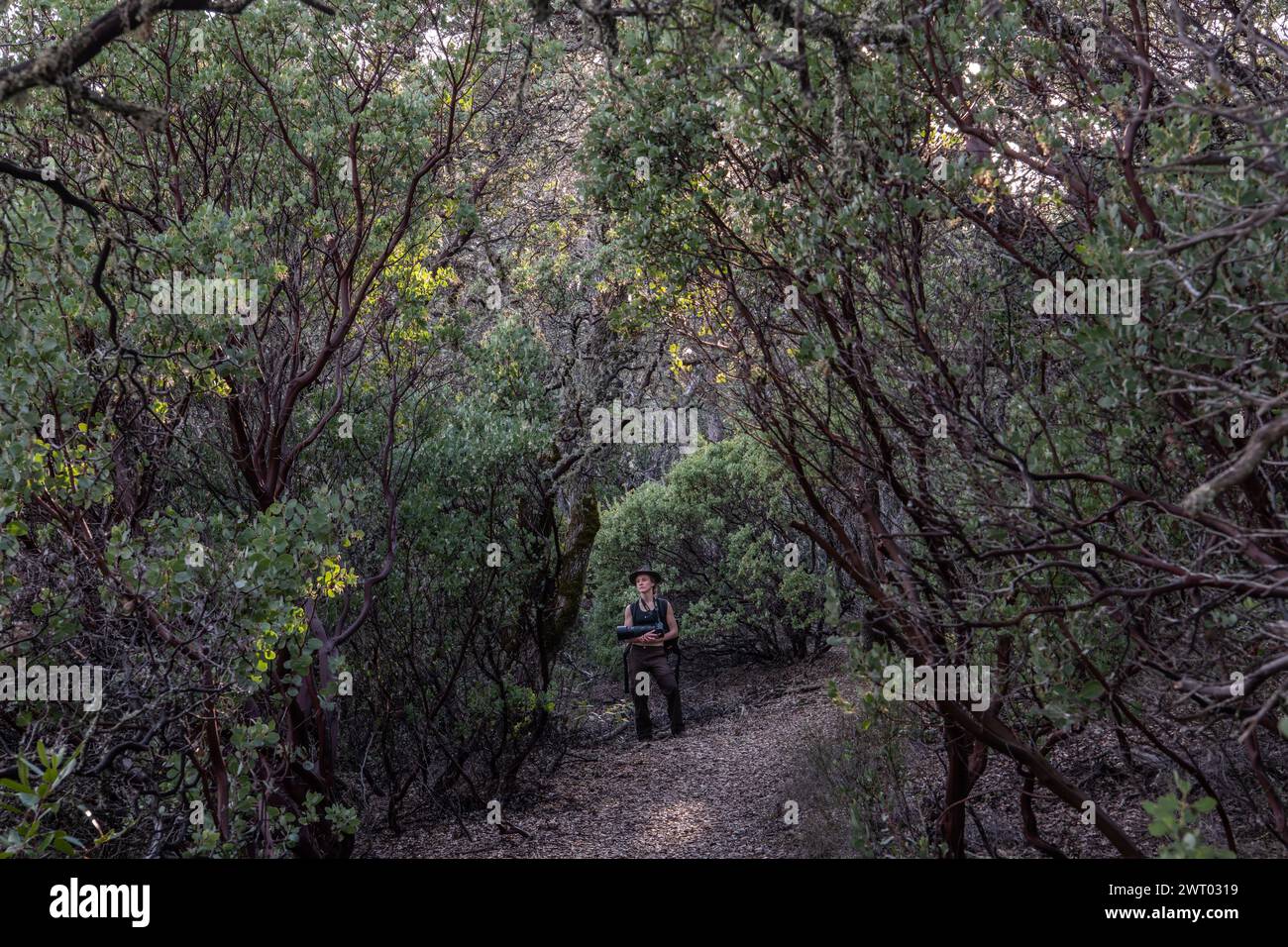 Une femme randonneuse dans le sous-étage dense d'une forêt de madrones dans le parc d'État Henry W. Coe en Californie. Banque D'Images