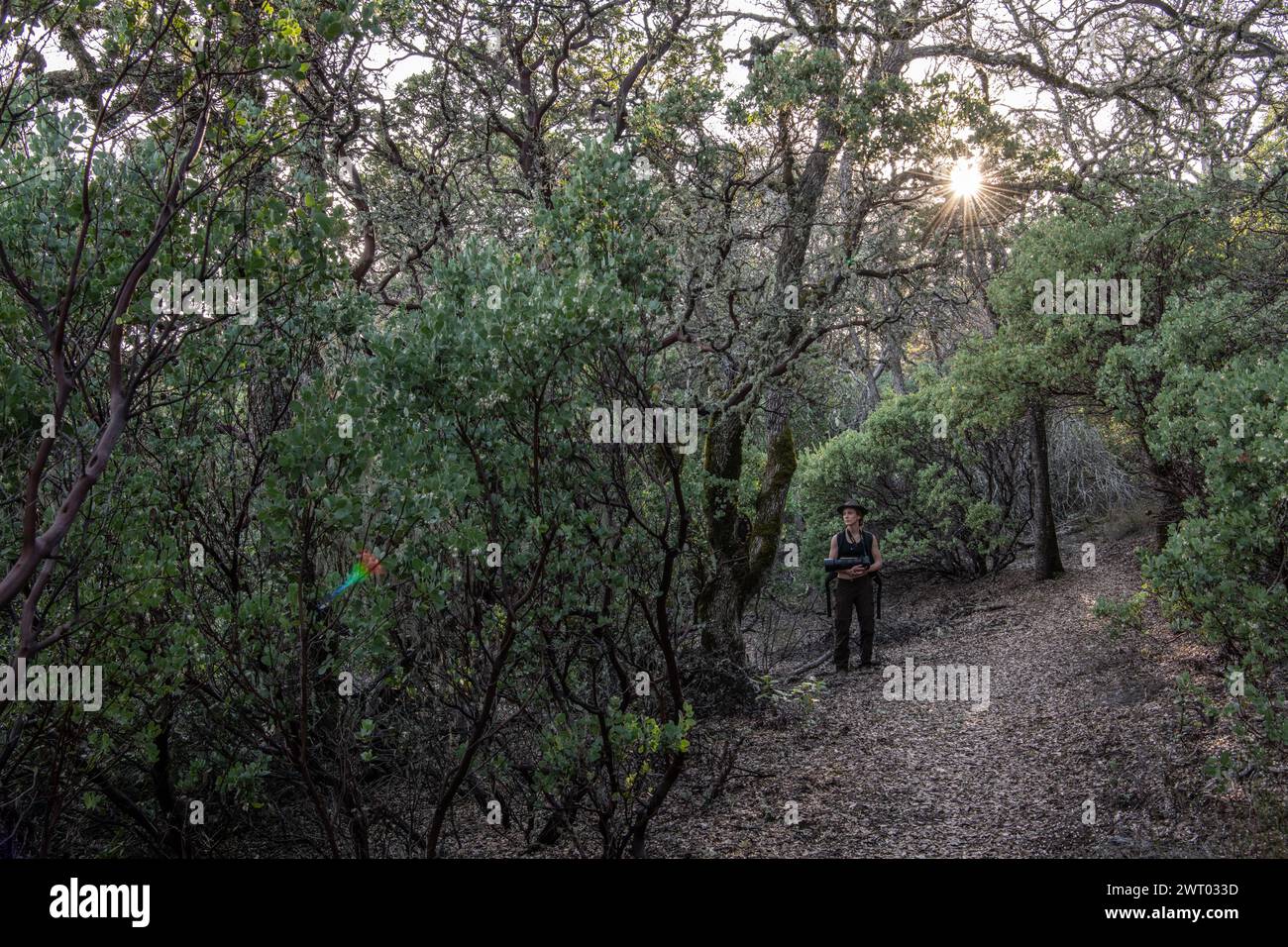Une femme randonneuse dans le sous-étage dense d'une forêt de madrones dans le parc d'État Henry W. Coe en Californie. Banque D'Images