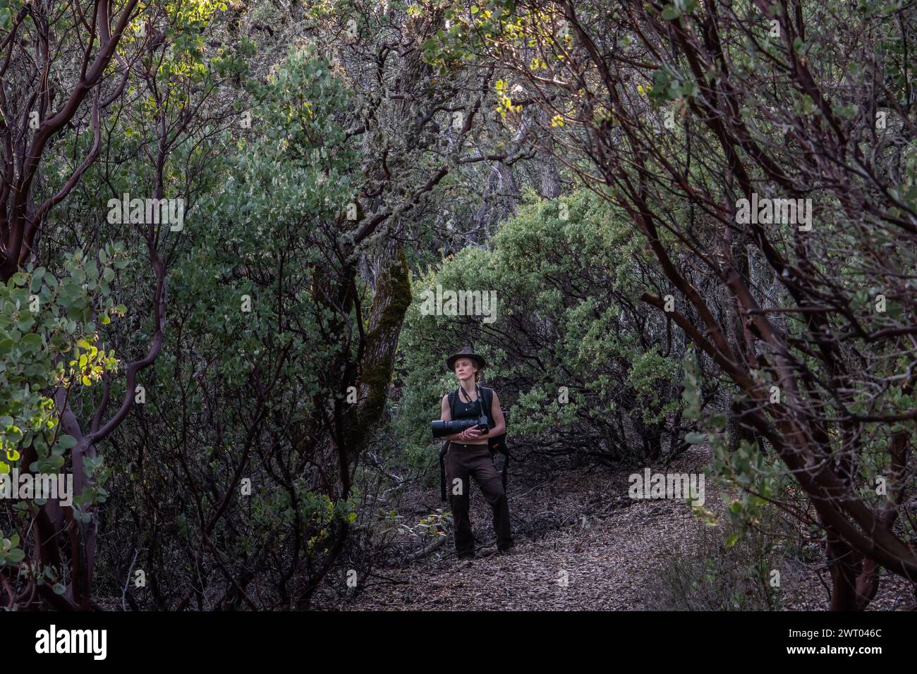 Une femme randonneuse dans le sous-étage dense d'une forêt de madrones dans le parc d'État Henry W. Coe en Californie. Banque D'Images
