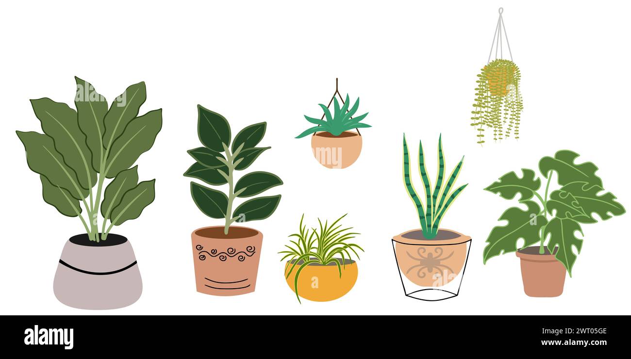 Plantes d'intérieur dans la collection de pots sur fond blanc. Set vecteur de plantes suspendues, pantalon serpent, lierre, plante en caoutchouc dans l'argile céramique brune Illustration de Vecteur