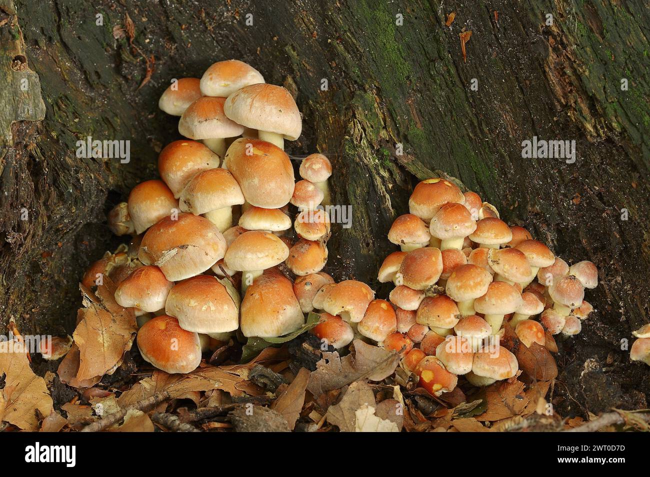 Brique Red Sulphur Head (Hypholoma lateritium, Hypholoma sublateritium), Rhénanie du Nord-Westphalie, Allemagne Banque D'Images