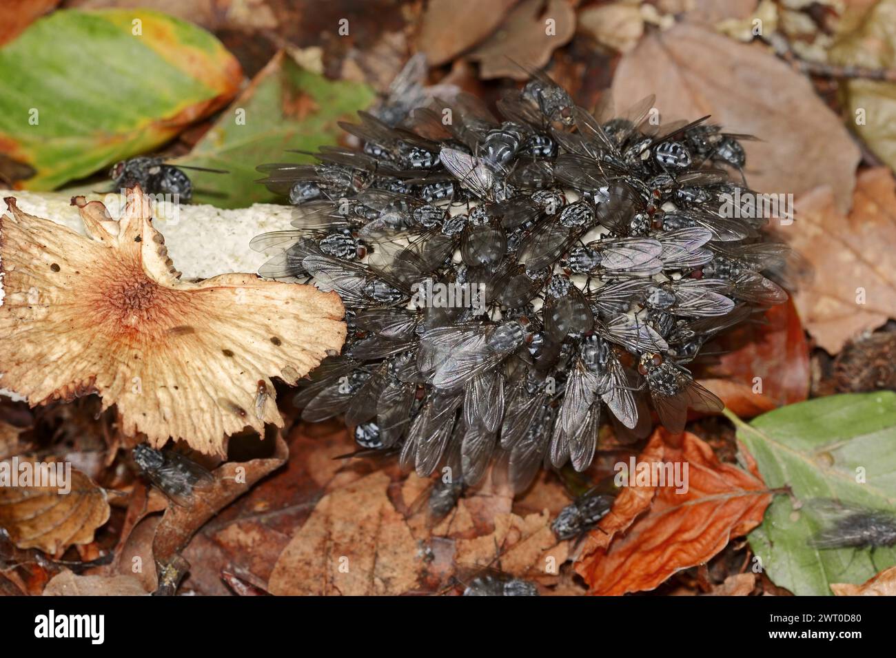 Mouches à souffler (Calliphoridae) sur cornes aiguës (Phallus impudicus), Rhénanie-du-Nord-Westphalie, Allemagne Banque D'Images