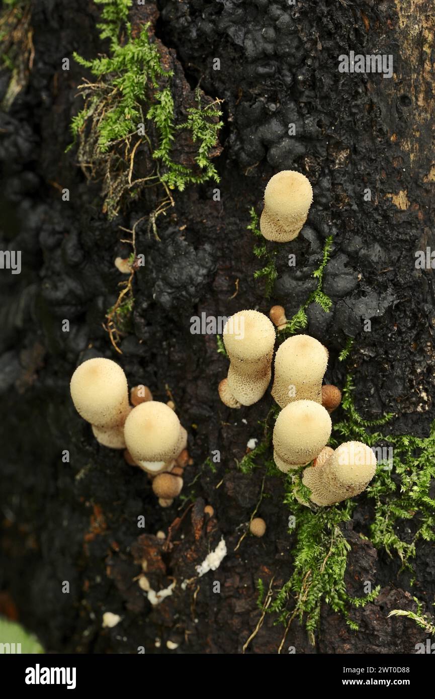 Plumeau de poire ou boviste de poire (Apioperdon pyriforme, Lycoperdon pyriforme), Rhénanie du Nord-Westphalie, Allemagne Banque D'Images