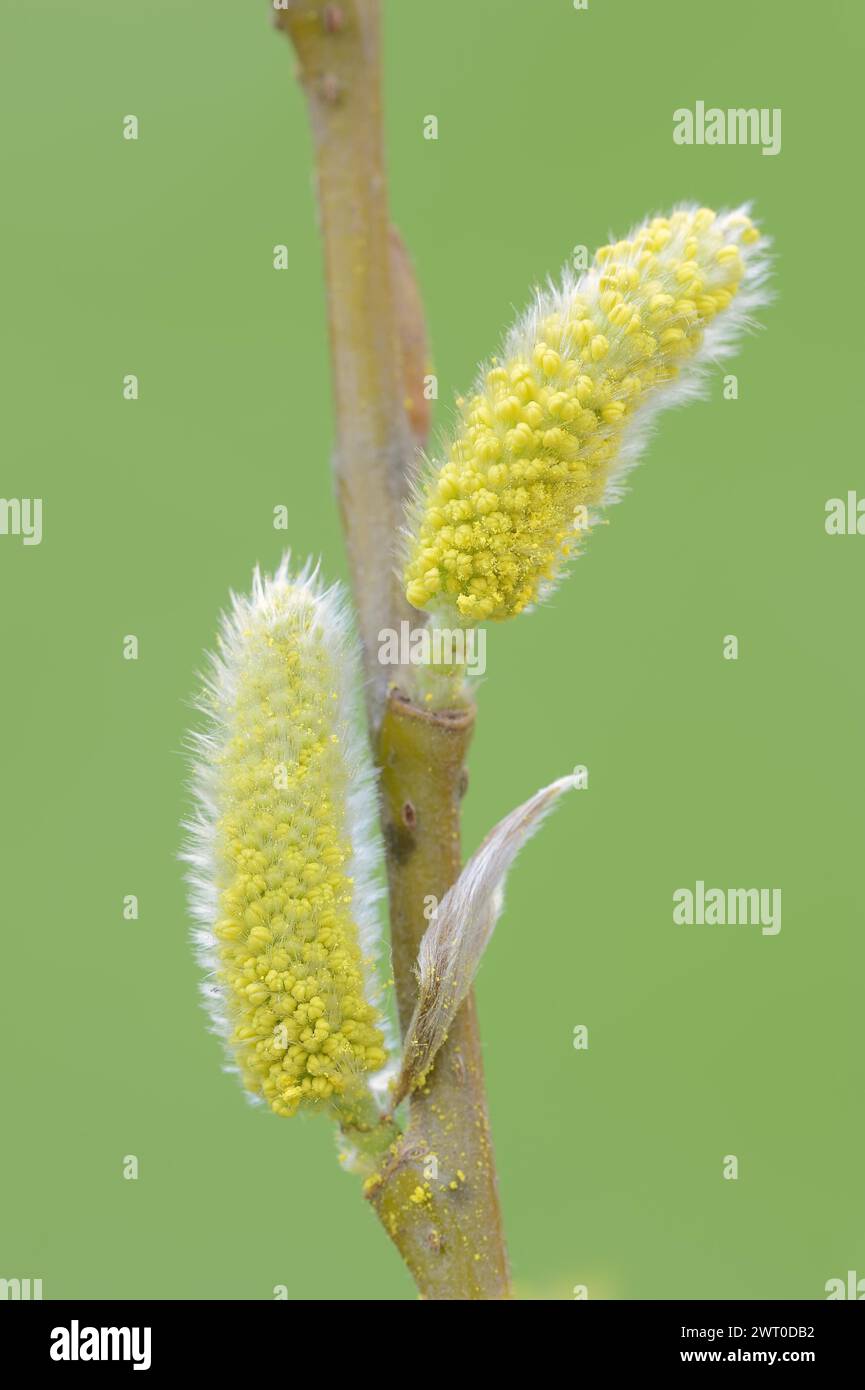 Saule blanc (Salix alba), fleurs mâles au printemps, chatons de saule, Rhénanie du Nord-Westphalie, Allemagne Banque D'Images