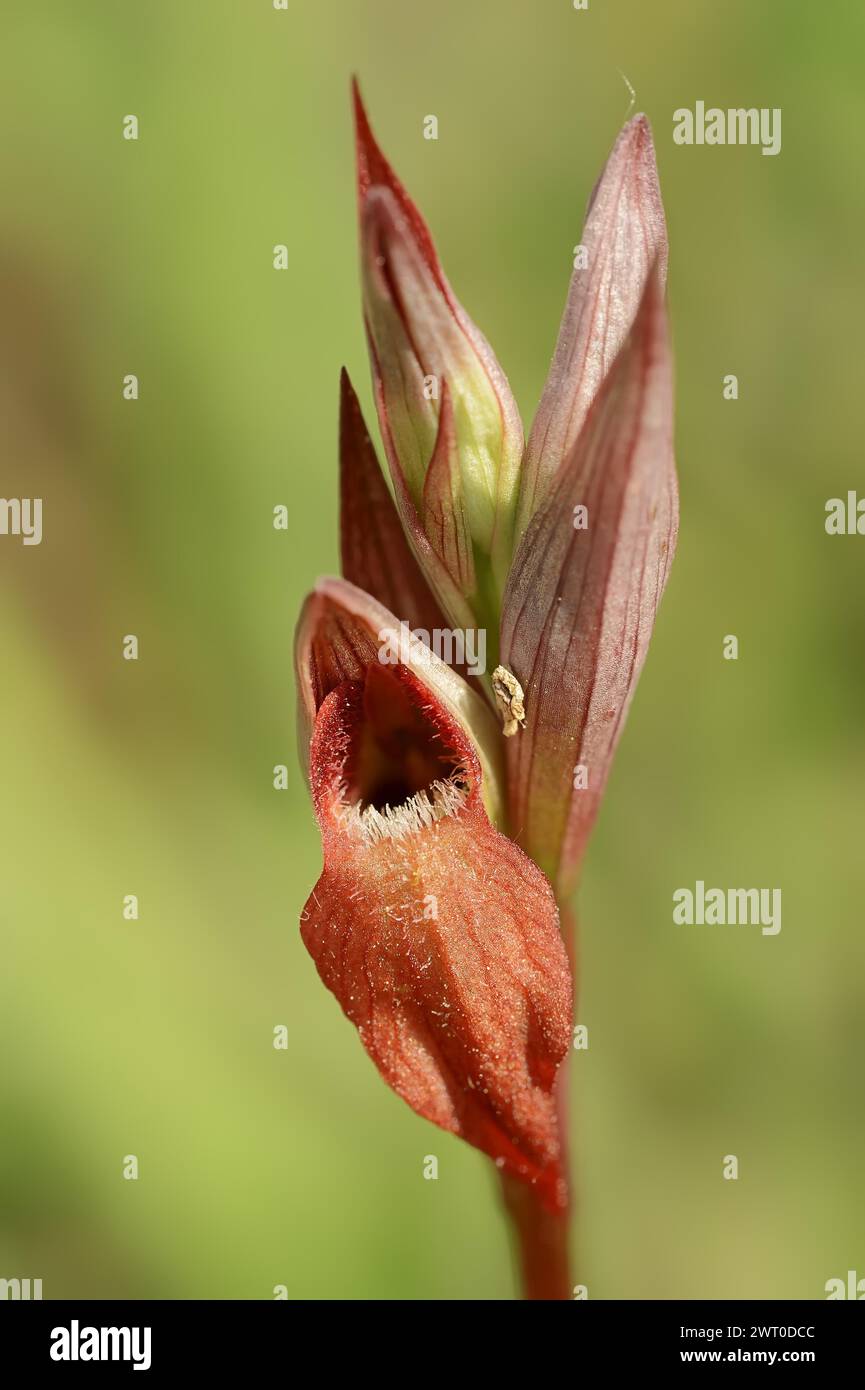 Sérapias à lèvres longues (Serapias vomeracea), Provence, Sud de la France, France Banque D'Images