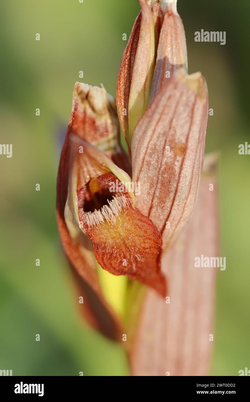 Sérapias à lèvres longues (Serapias vomeracea), Provence, Sud de la France, France Banque D'Images