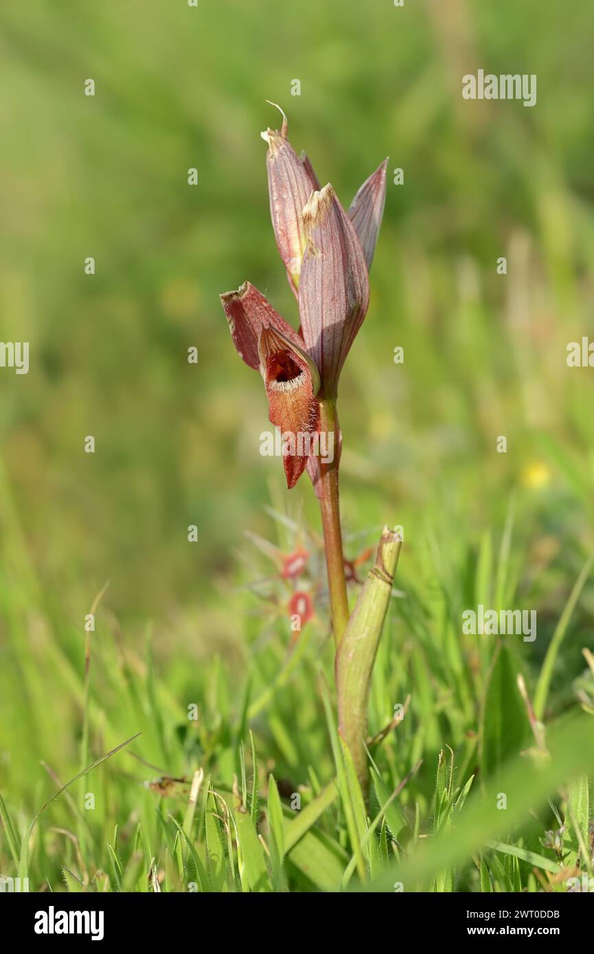 Sérapias à lèvres longues (Serapias vomeracea), Provence, Sud de la France, France Banque D'Images