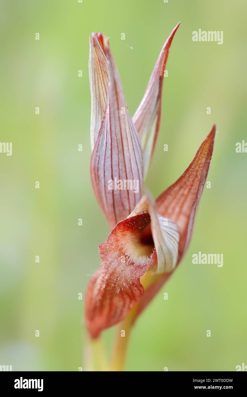 Sérapias à lèvres longues (Serapias vomeracea), Provence, Sud de la France, France Banque D'Images