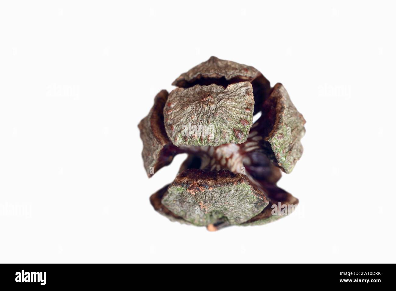 Cyprès méditerranéen ou cyprès méditerranéen (Cupressus sempervirens), cônes sur fond blanc Banque D'Images