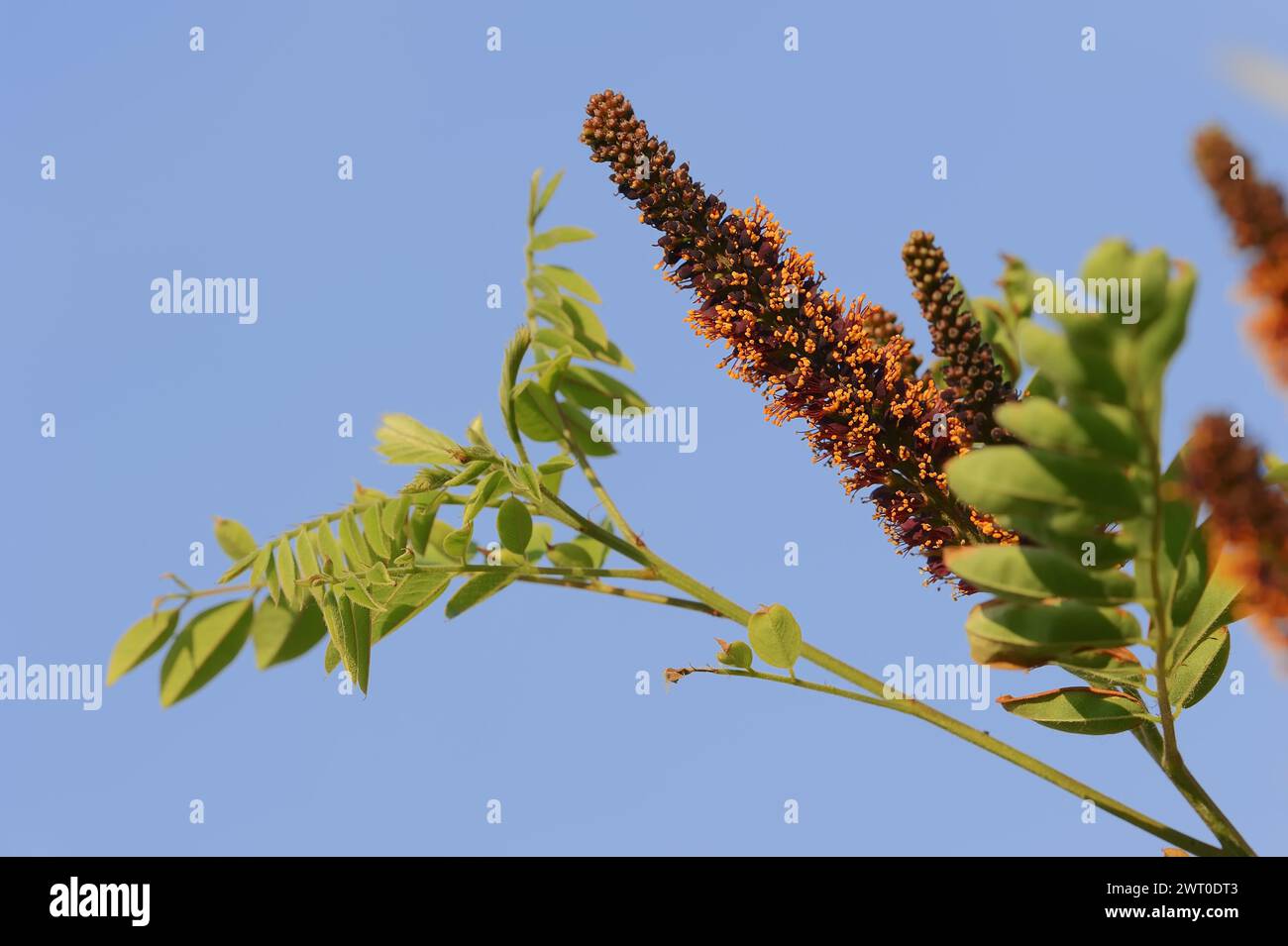 Faux indigo-buisson (Amorpha fruticosa), floraison, plante ornementale, Provence, sud de la France Banque D'Images