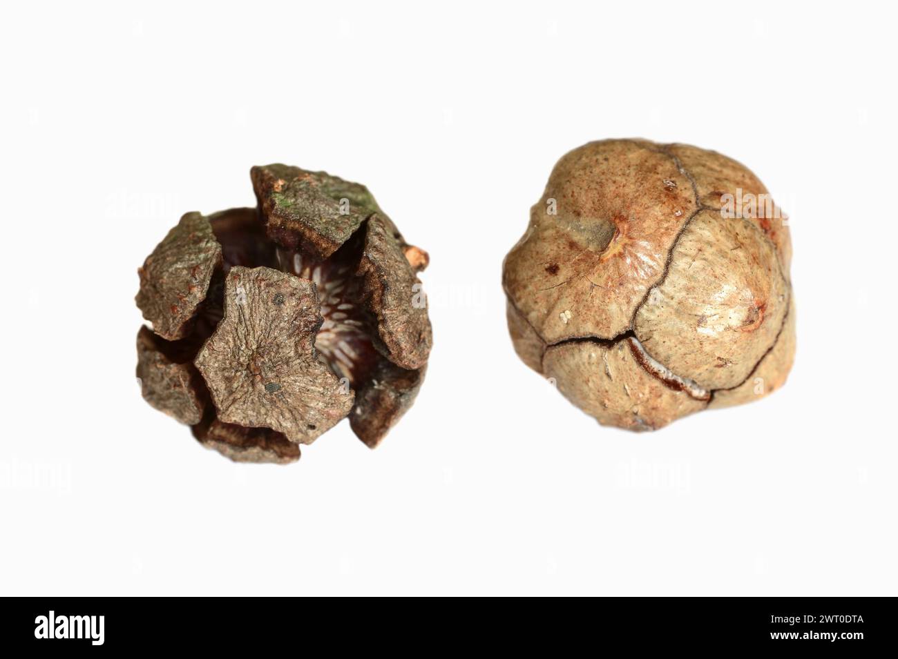 Cyprès méditerranéen ou cyprès méditerranéen (Cupressus sempervirens), cônes sur fond blanc Banque D'Images