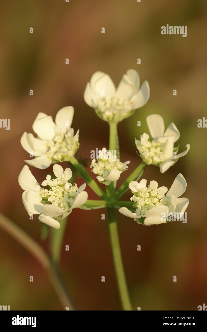 Armoise méditerranéenne (Tordylium apulum), fleurs, Provence, sud de la France Banque D'Images