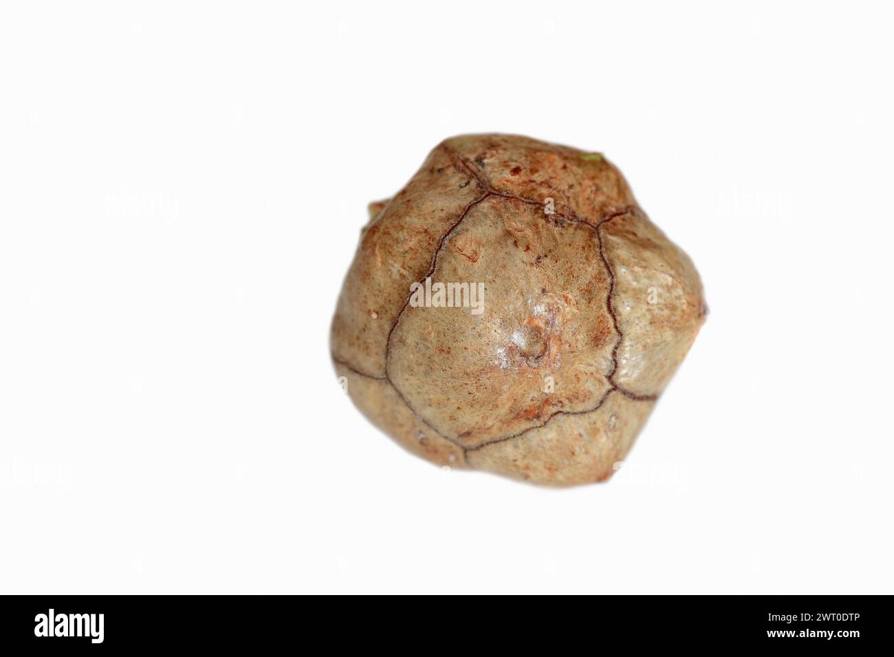 Cyprès méditerranéen ou cyprès méditerranéen (Cupressus sempervirens), cônes sur fond blanc Banque D'Images