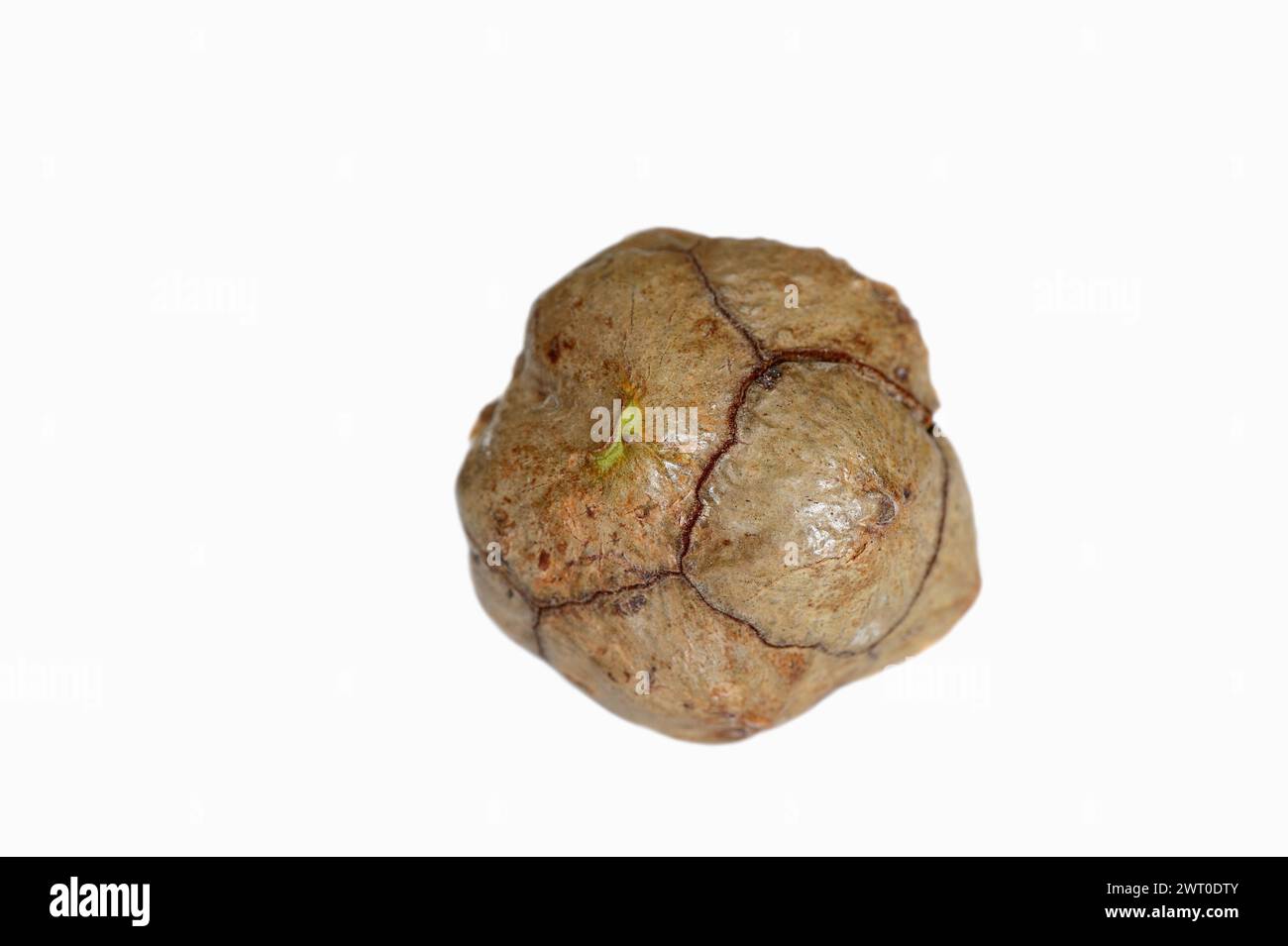 Cyprès méditerranéen ou cyprès méditerranéen (Cupressus sempervirens), cônes sur fond blanc Banque D'Images