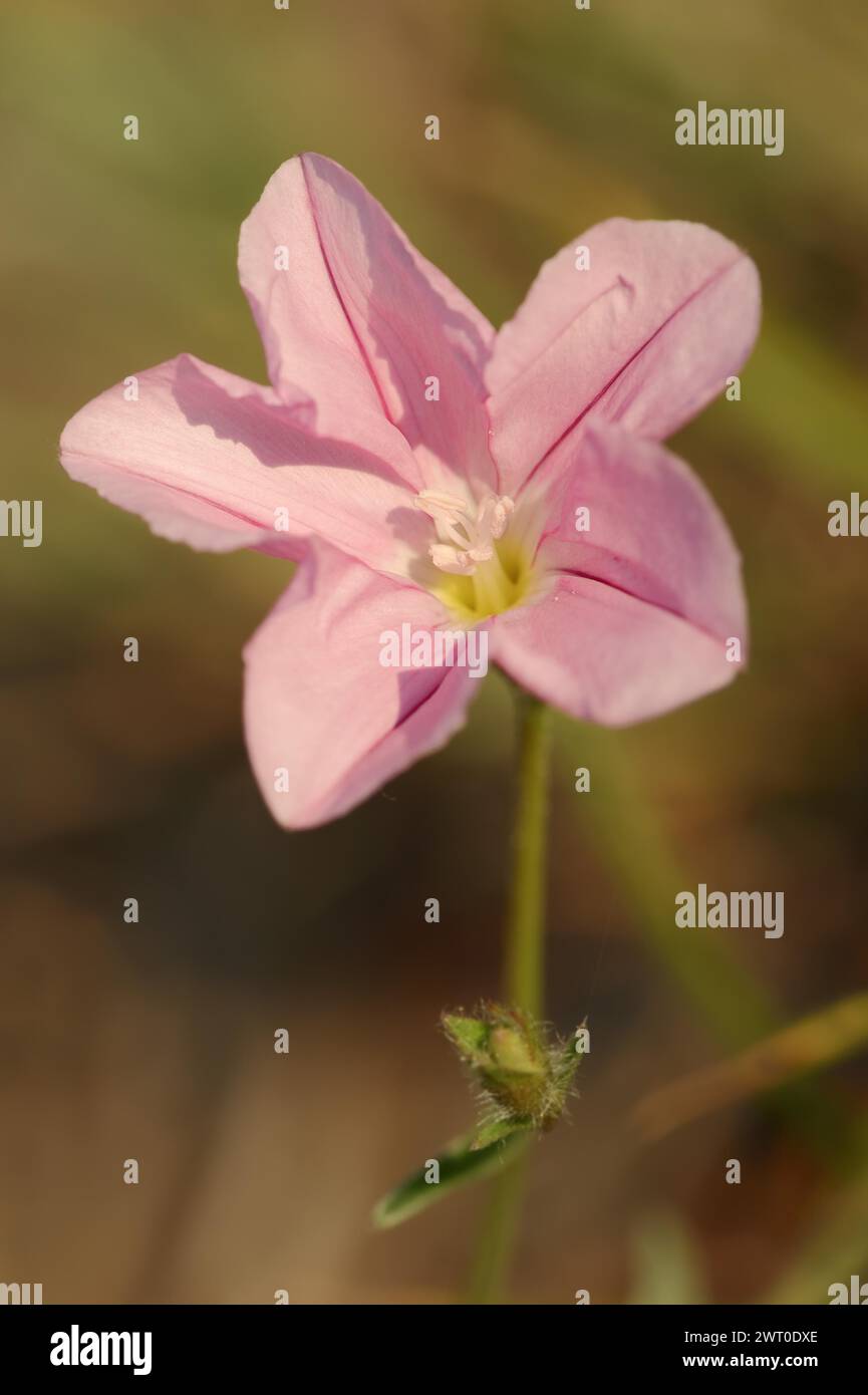 Gloire matinale cantabrique (Convolvulus cantabrica), fleur, Provence, sud de la France Banque D'Images