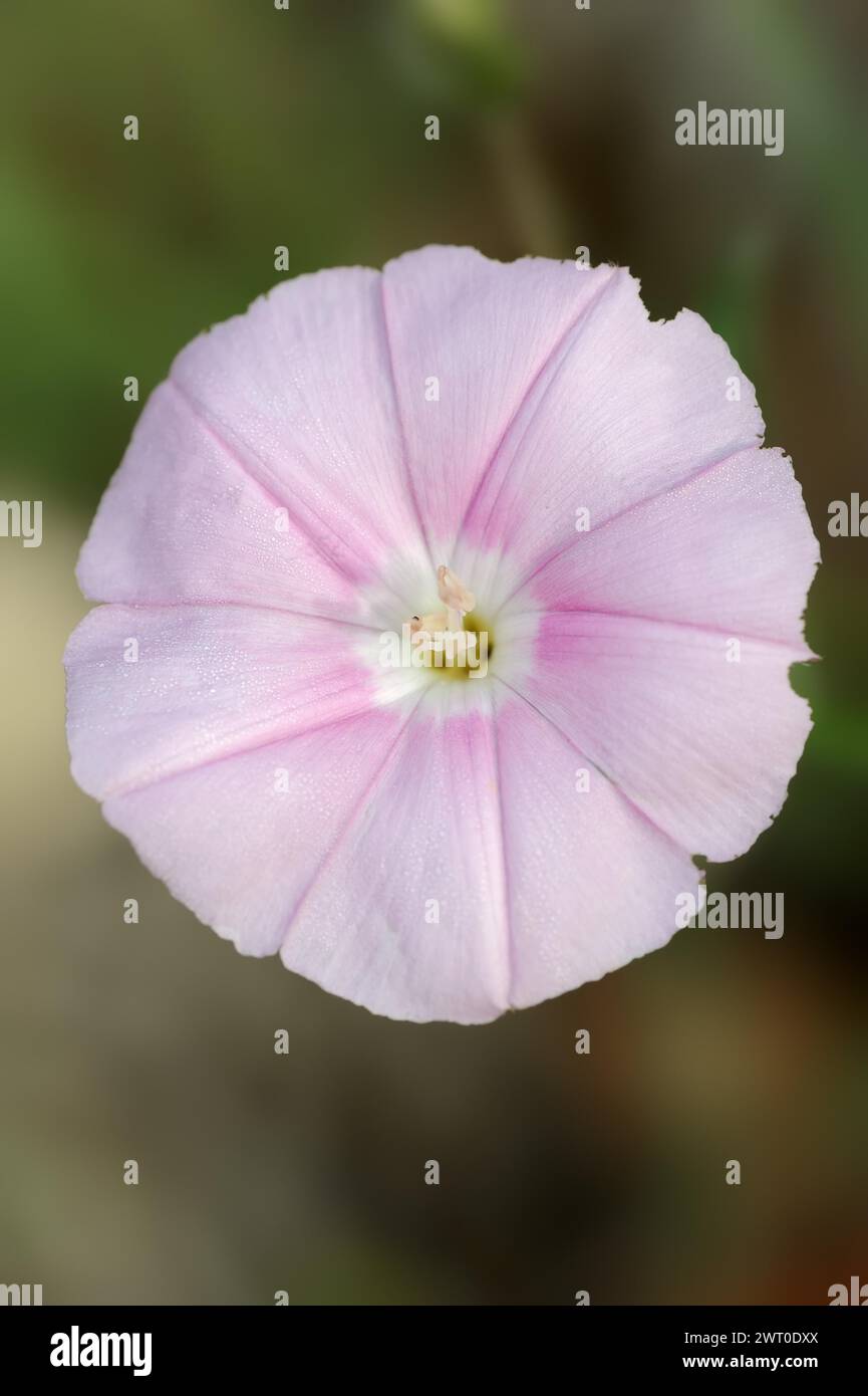 Gloire matinale cantabrique (Convolvulus cantabrica), fleur, Provence, sud de la France Banque D'Images