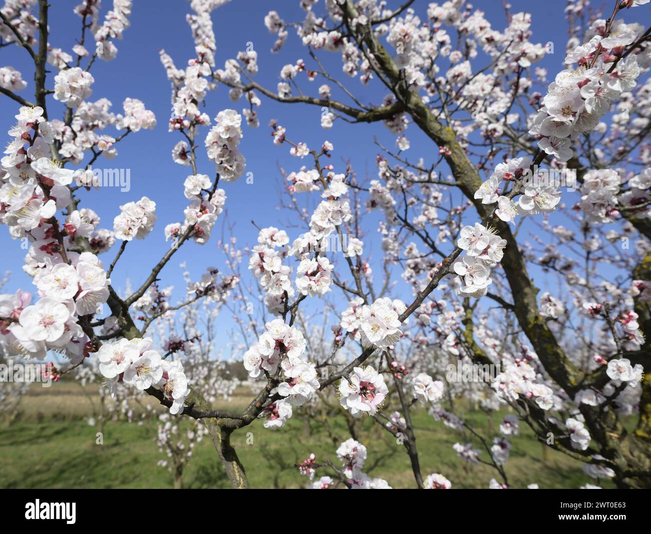 Floraison des abricotiers le lundi 4 mars 2024, à Kittsee, Autriche. Avec ses températures élevées, février a visiblement assuré les premières périodes de floraison. Mais les producteurs de fruits se méfient du gel plus tard, alors que la floraison très précoce commence déjà, comme c'est le cas dans de nombreuses régions du pays. - 20240304 PD2905 Banque D'Images