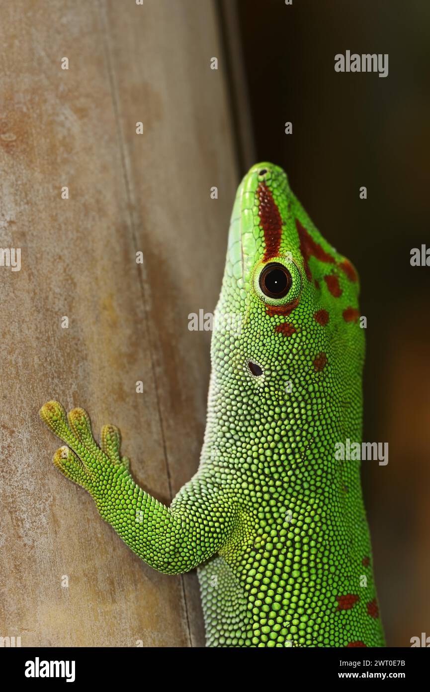 Gecko géant du jour de Madagascar (Phelsuma grandis), captif, originaire de Madagascar Banque D'Images