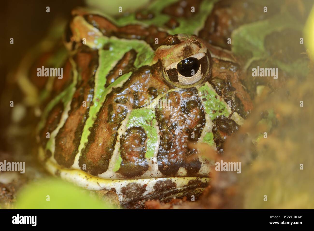 Grenouille à cornes Argentine (Ceratophrys ornata), captive, occurrence en Amérique du Sud Banque D'Images