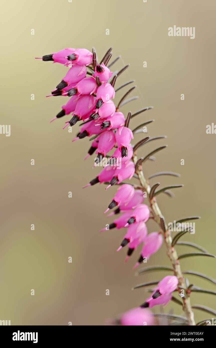 Bruyère à floraison hivernale ou bruyère anglaise 'Kramer's Rote' (Erica x darleyensis), floraison, plante ornementale, Rhénanie du Nord-Westphalie, Allemagne Banque D'Images