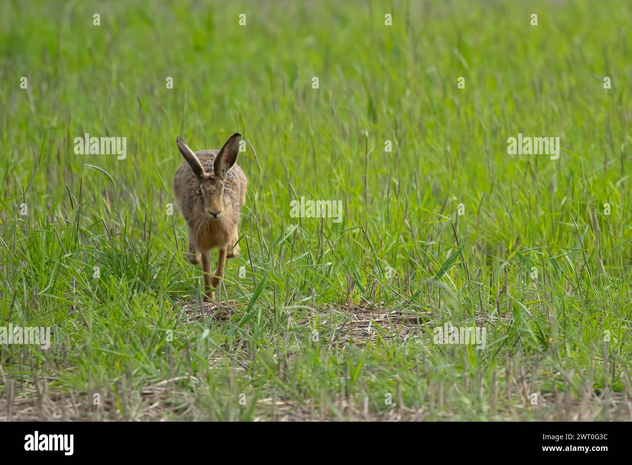 Lièvre brun européen (Lepus europaeus) animal adulte courant à travers les prairies dans la campagne, Angleterre, Royaume-Uni Banque D'Images