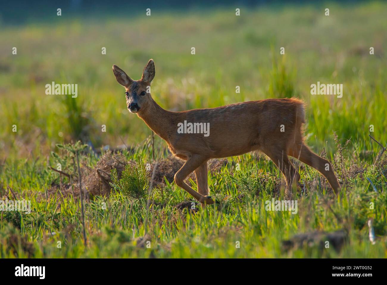 Chevreuil (Capreolus capreolus) femelle adulte Doe marchant dans une clairière forestière, Suffolk, Angleterre, Royaume-Uni Banque D'Images