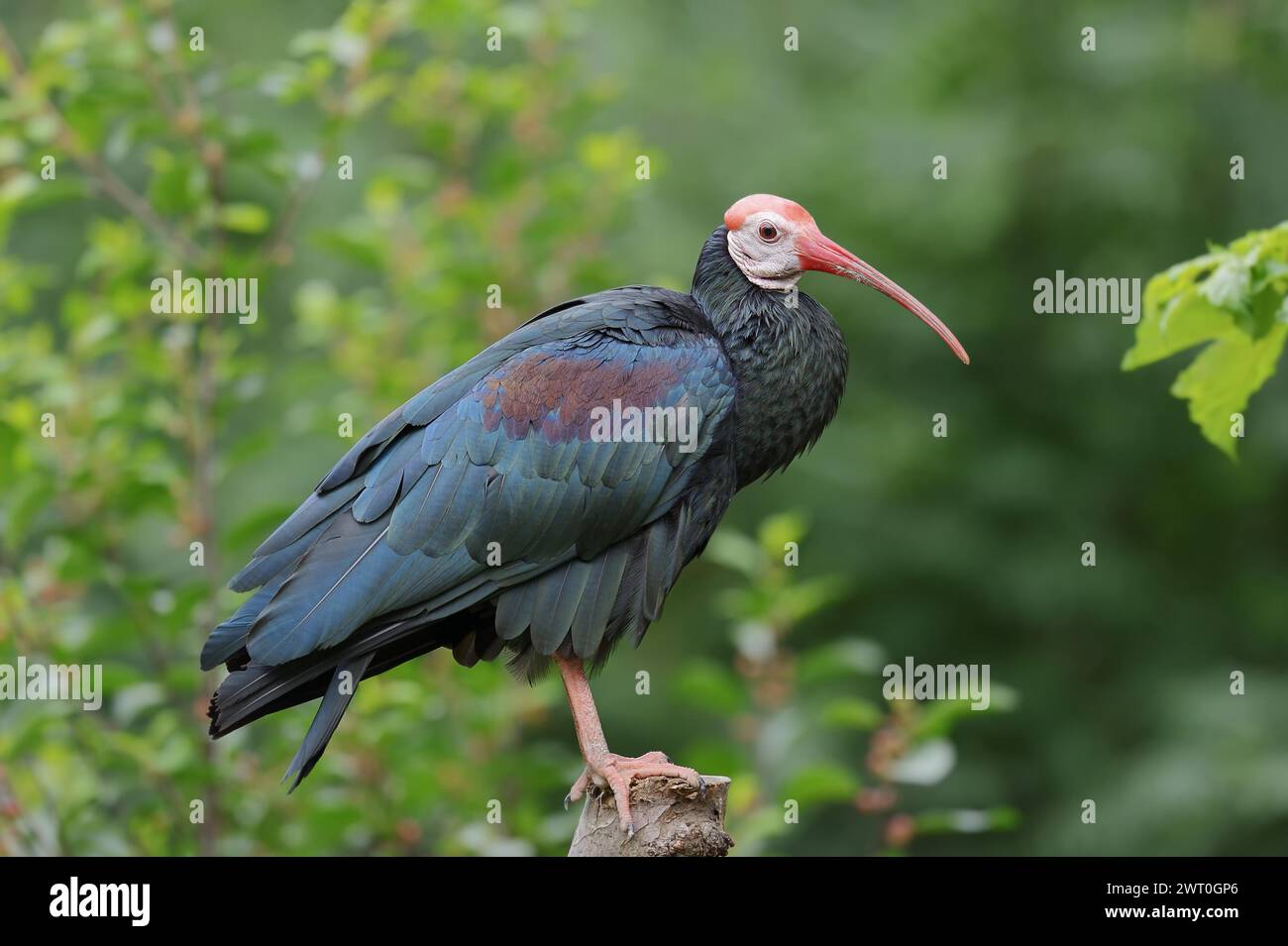 Ibis chauve austral (Geronticus calvus), captif, présence en Afrique Banque D'Images