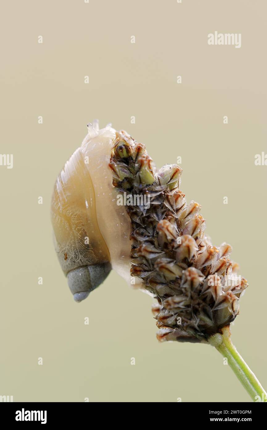 Escargot ambré commun (Succinea putris), Rhénanie du Nord-Westphalie, Allemagne Banque D'Images