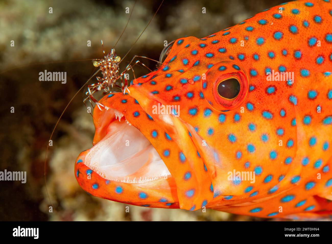 La crevette partenaire de Bruun (Urocaridella antonbruunii) élimine les parasites de la tête de l'ouverture du bar vermillon (Cephalopholis miniata) Banque D'Images