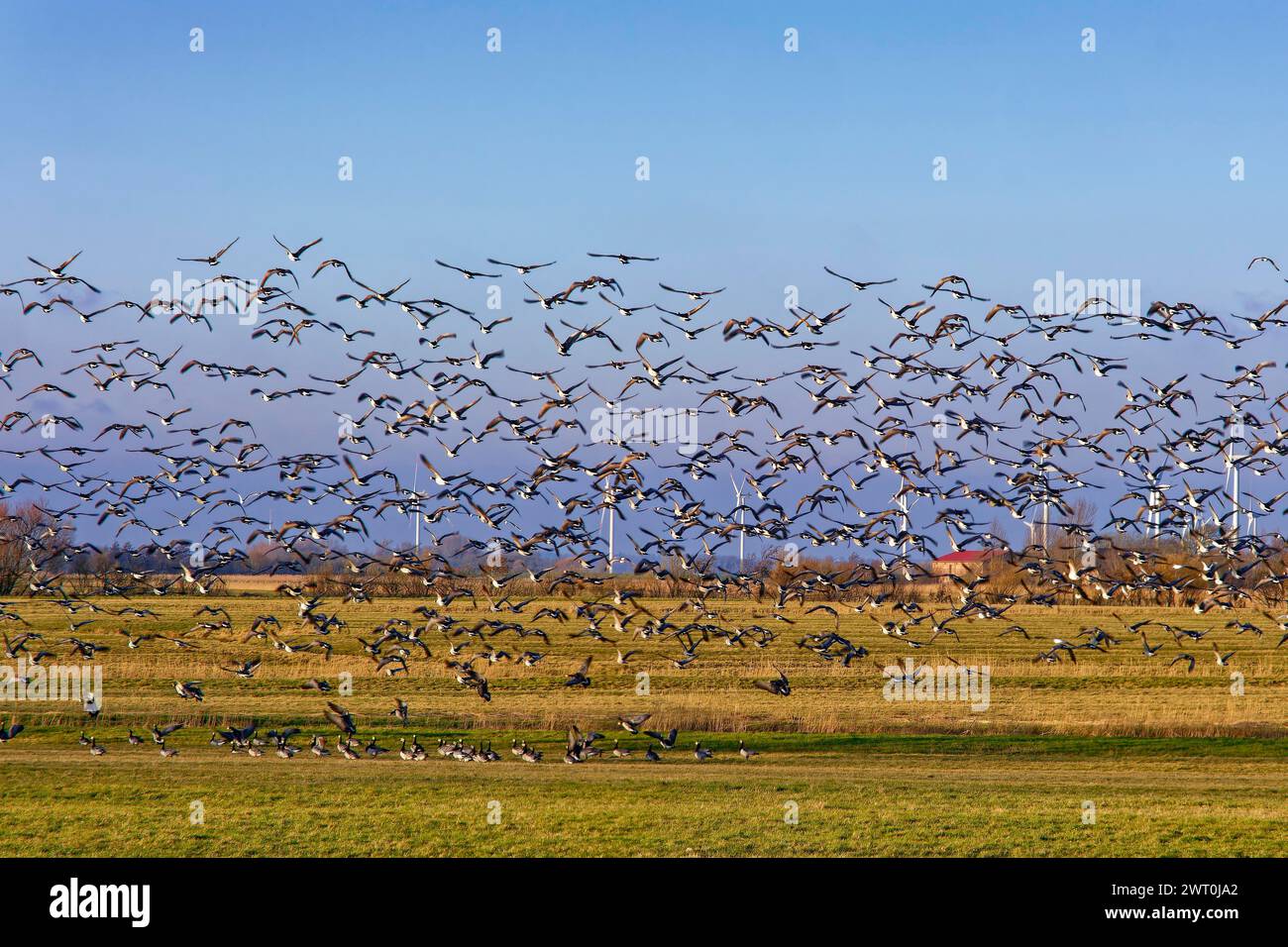 Un troupeau de centaines d'oiseaux de mer survole le marais. Hattstedtermarsch, Hattstedt, Schleswig-Holstein, Allemagne Banque D'Images