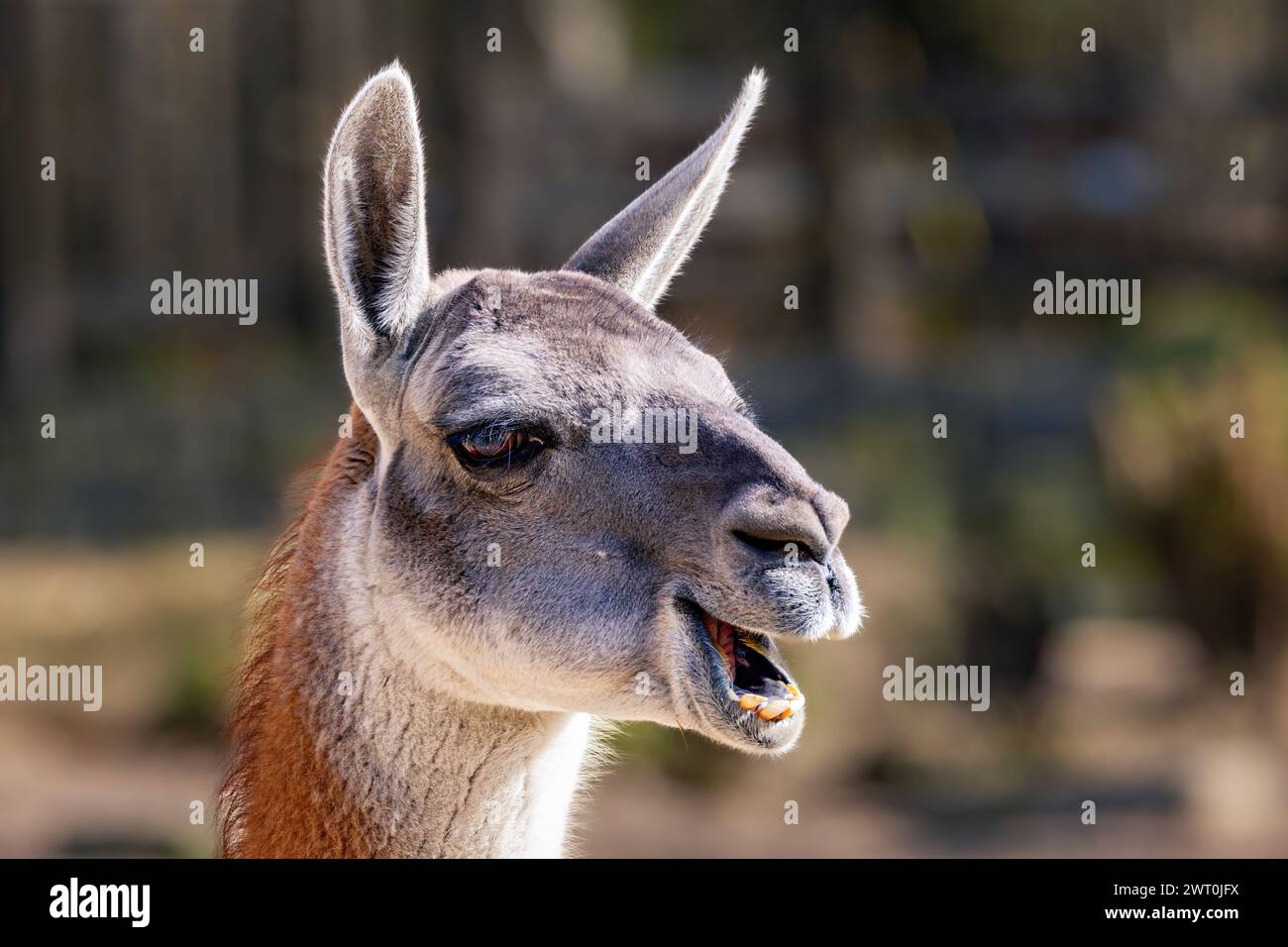 Gros plan d'un lama (lama glama) sur fond flou Banque D'Images