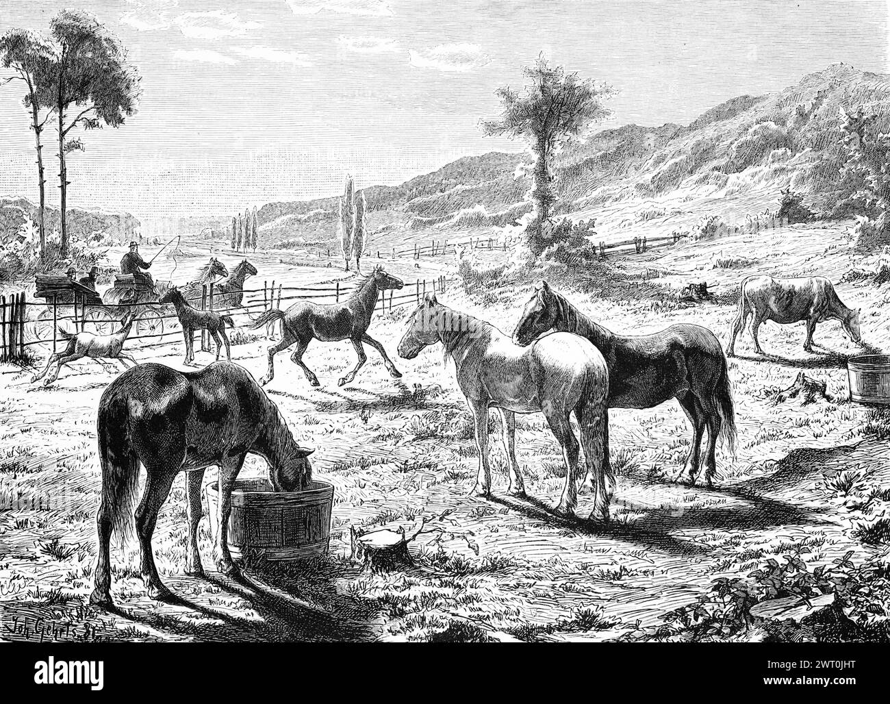 Enclos à chevaux avec poulain, Mecklembourg-Poméranie occidentale, Allemagne, panorama, paysage rural, calèche hackney, montagnes, abreuvoir, historique Banque D'Images