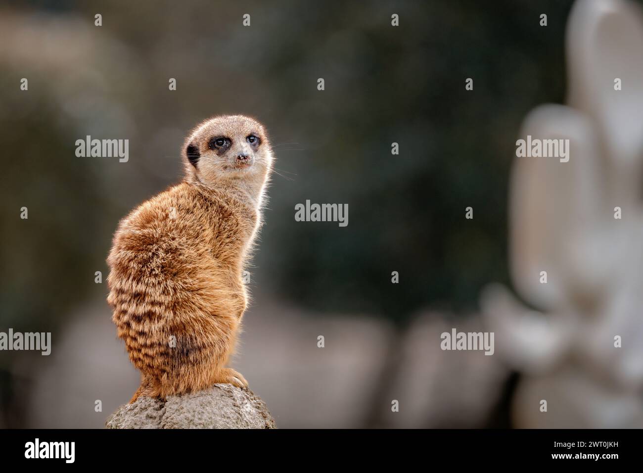 Une suricate perchée sur un rocher avec un fond flou Banque D'Images