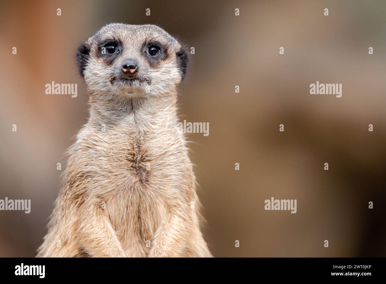Une suricate debout dans son habitat naturel Banque D'Images
