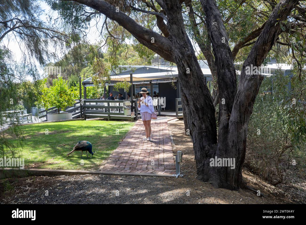 Magasin de ferme de Maggie Beer et cours de cuisine avec sentier naturel environnant, Barossa Valley, Australie méridionale, 2024 Banque D'Images