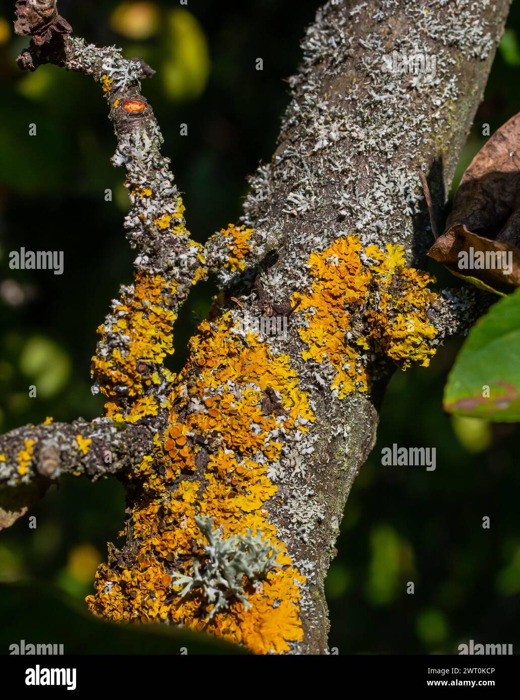 Lichen orange, écaille jaune, lichen maritime ou lichen côtier Xanthoria parietina est un lichen folieux ou feuillu. Couleur intensive des structures Banque D'Images Lichen orange, écaille jaune, lichen maritime ou lichen côtier Xanthoria parietina est un lichen folieux ou feuillu. Couleur intensive des structures Banque D'Images