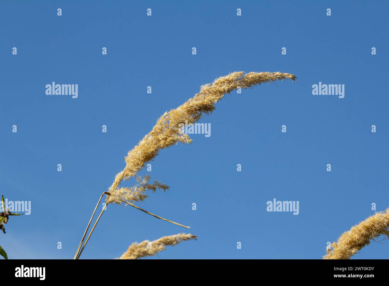 Inflorescence du bois petit roseau Calamagrostis épigejos sur un pré. Banque D'Images