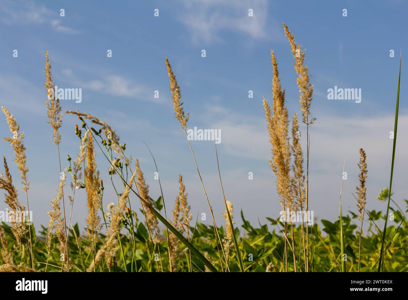 Inflorescence du bois petit roseau Calamagrostis épigejos sur un pré. Banque D'Images